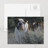 Bulldog Post-kaart Briefkaart (Voorkant / Achterkant)