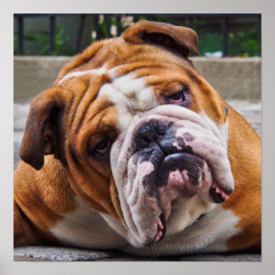 Bulldog Poster