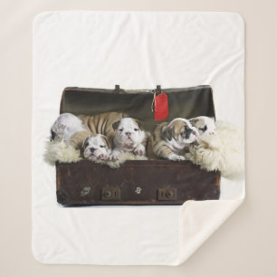 Bulldog Puppies in koffer Schattige Bulldog Puppy Sherpa Deken