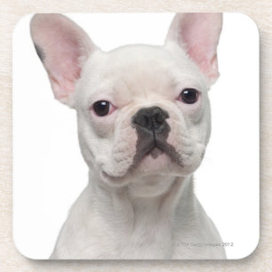 Bulldog Puppy (5 maanden oud) Drankjes Onderzetter