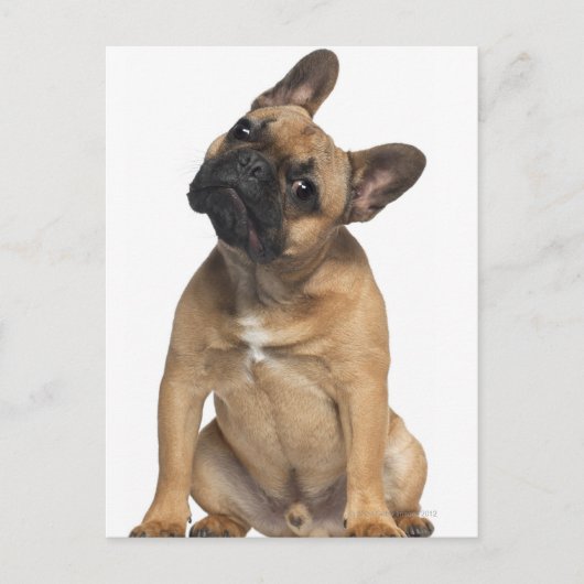 Bulldog puppy (7 maanden oud) briefkaart (Voorkant)