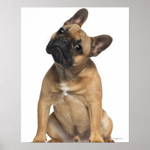 Bulldog puppy (7 maanden oud) poster