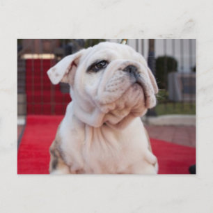 Bulldog Puppy Briefkaart