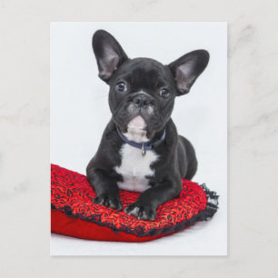 Bulldog Puppy Briefkaart