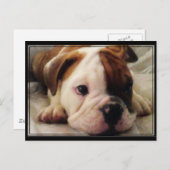 Bulldog puppy briefkaart (Voorkant / Achterkant)