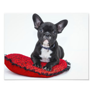 Bulldog Puppy Foto Afdruk