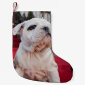 Bulldog Puppy Kleine Kerstsok (Voorkant)