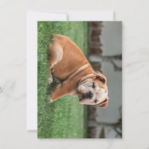 Bulldog puppy rood en wit feestdagenkaart