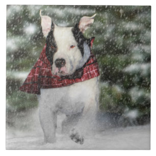 Bulldog Rescue Pup Dashing through the Snow Tegeltje