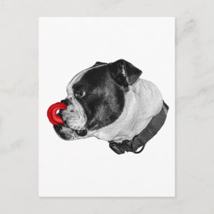 Bulldog Rode Accent Mail Briefkaart