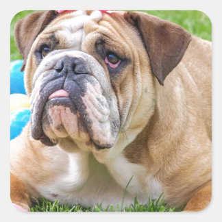 Bulldog Schattige Paashond Hond Hundeportret Huisd Vierkante Sticker