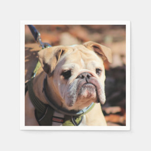 Bulldog Servet