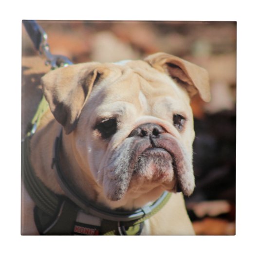 Bulldog Tegeltje (Voorkant)