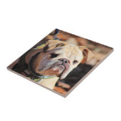 Bulldog Tegeltje (Zijkant)