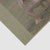 bulldog vol 2 tissuepapier (Detail)