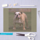 bulldog vol 2 tissuepapier (Craft)