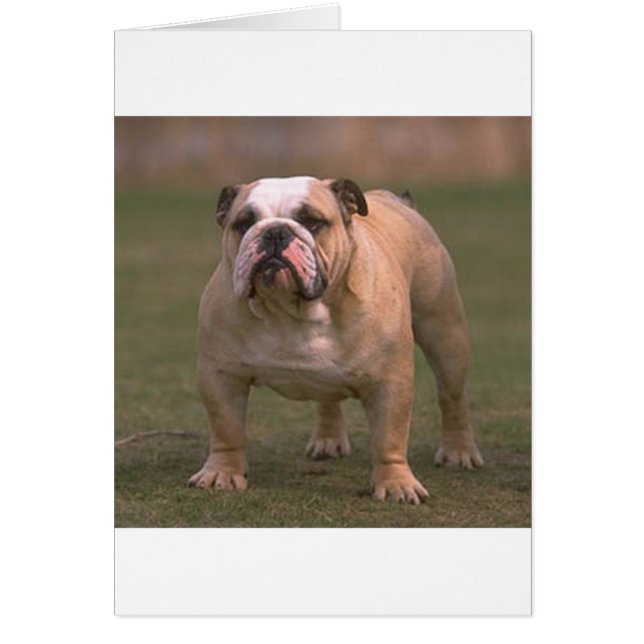 Bulldog volledig 2.png (Voorkant)