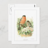 Bullfinch Briefkaart (Voorkant / Achterkant)