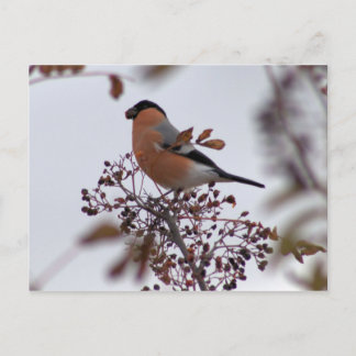 Bullfinch Briefkaart