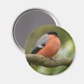 Bullfinch Magneet (Voorkant / Achterkant)