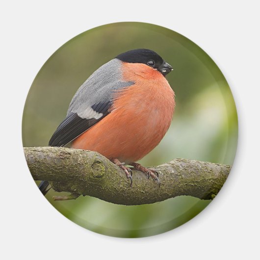 Bullfinch Magneet (Voorkant)