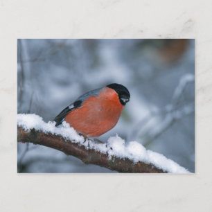 Bullfinch masculin dans la carte postale de neige