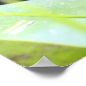 Bullfrog Beauté de bain Poster (Coin)