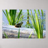 Bullfrog Bliss Poster (Voorkant)