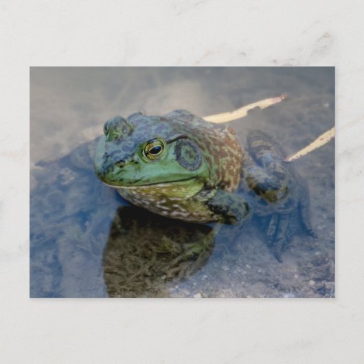 Bullfrog Briefkaart (Voorkant)