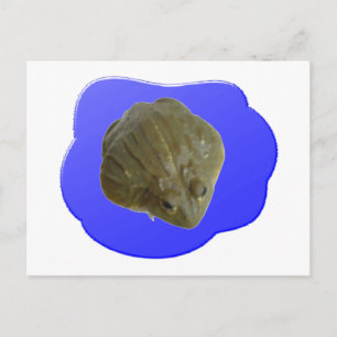 Bullfrog-Briefkaart Briefkaart