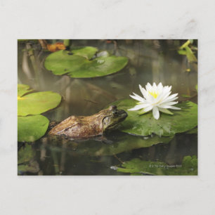 Bullfrog in Lily Pond Briefkaart