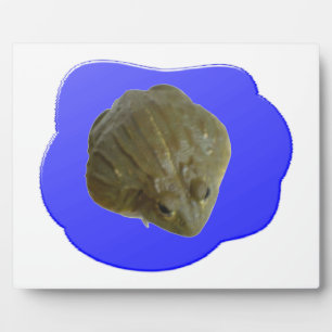 Bullfrog in Pond Plaque Fotoplaat