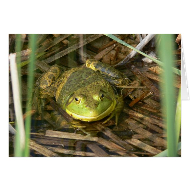 Bullfrog-kaart (Voorkant Horizontaal)