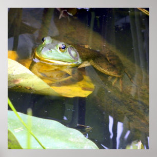 Bullfrog Poster voor zwemschoonheid
