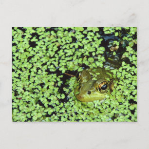 Bullfrog (Pyxicephalus adspersus) bij eendenkroos Briefkaart
