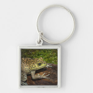 Bullfrog, Rana catesbeiana Sleutelhanger