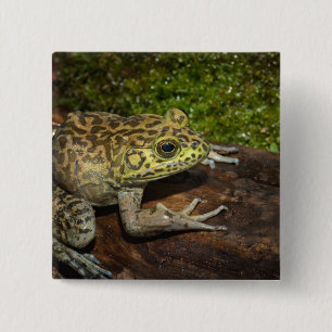 Bullfrog, Rana catesbeiana Vierkante Button 5,1 Cm