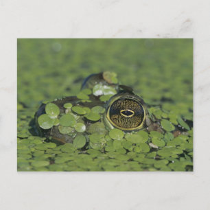 Bullfrog, Rana catesbeiana, volwassen in eendekroo Briefkaart
