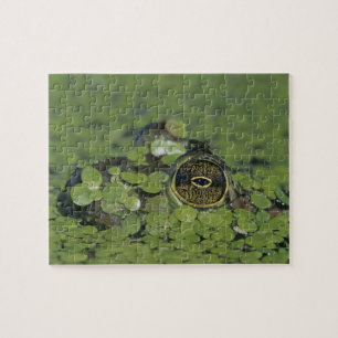 Bullfrog, Rana catesbeiana, volwassen in eendenkro Legpuzzel