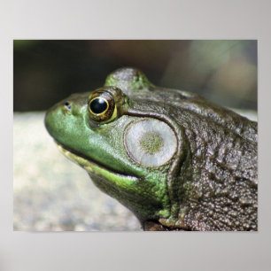 Bullfrog Thoughts-Natuur Poster