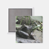 Bullfrog uitzicht magneet (Voorkant / Achterkant)