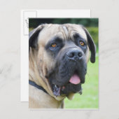 Bullmastiff Briefkaart (Voorkant / Achterkant)