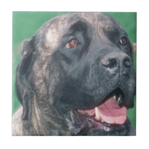 Bullmastiff Brindle Tile Tegeltje