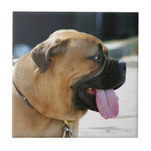 Bullmastiff Dog Tegeltje