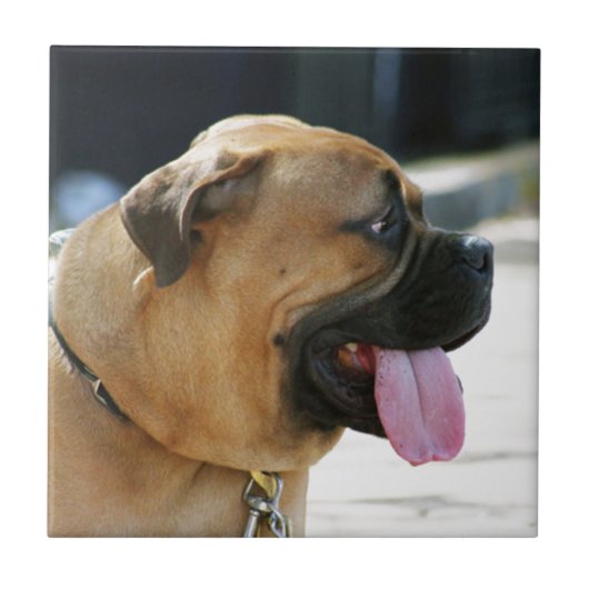 Bullmastiff Dog Tegeltje (Voorkant)