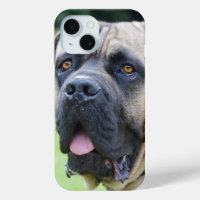 Bullmastiff Face
