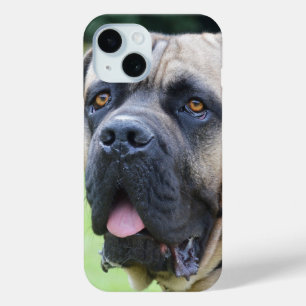 Bullmastiff Face