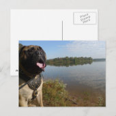 Bullmastiff "Pablo" postcard 1 Briefkaart (Voorkant / Achterkant)