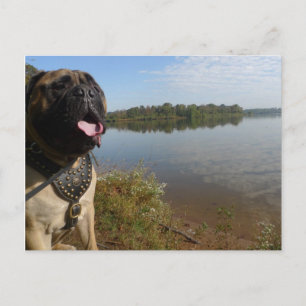 Bullmastiff "Pablo" postcard 1 Briefkaart