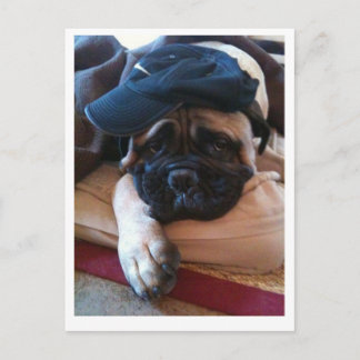 Bullmastiff Pablo postcard 2 Briefkaart